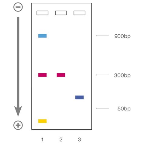 e gel loading buffer|e gel protocol.